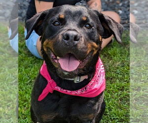 Rottweiler Dogs for adoption in Hillsboro, NH, USA