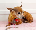 Small #1 Chihuahua