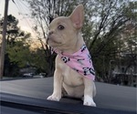 Small #1 French Bulldog