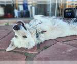 Small #1 Great Pyrenees Mix