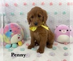 Puppy PENNY Goldendoodle