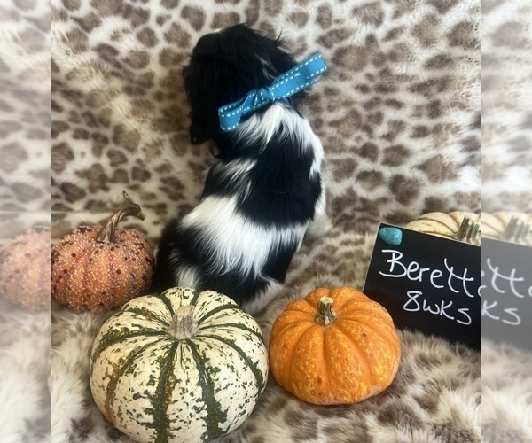 Medium Photo #8 Cavalier King Charles Spaniel Puppy For Sale in ABILENE, TX, USA