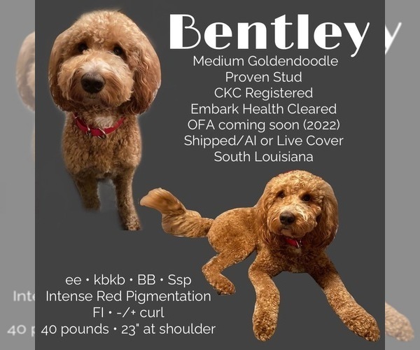 Medium Photo #1 Goldendoodle-Poodle (Standard) Mix Puppy For Sale in PONCHATOULA, LA, USA