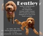 Small Photo #1 Goldendoodle-Poodle (Standard) Mix Puppy For Sale in PONCHATOULA, LA, USA