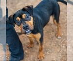 Small #2 Rottweiler Mix