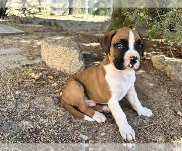 Medium Photo #9 Boxer Puppy For Sale in ESPANOLA, NM, USA