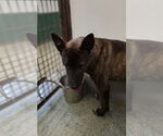 Small #2 Mutt