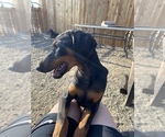 Small Photo #3 Doberman Pinscher Puppy For Sale in BENNETT, CO, USA