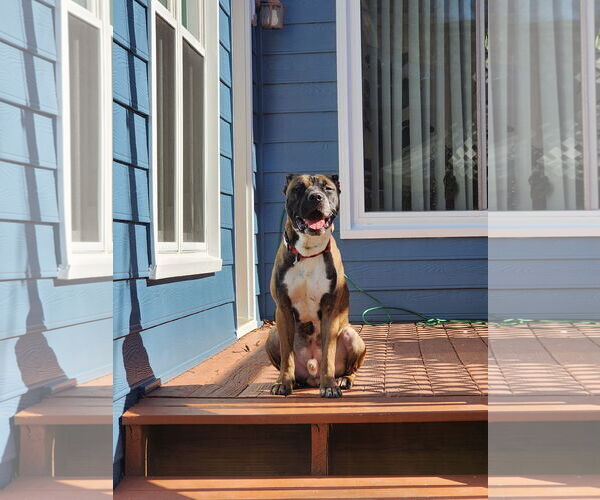 Medium Photo #9 Boxer-Unknown Mix Puppy For Sale in Holly Springs, NC, USA