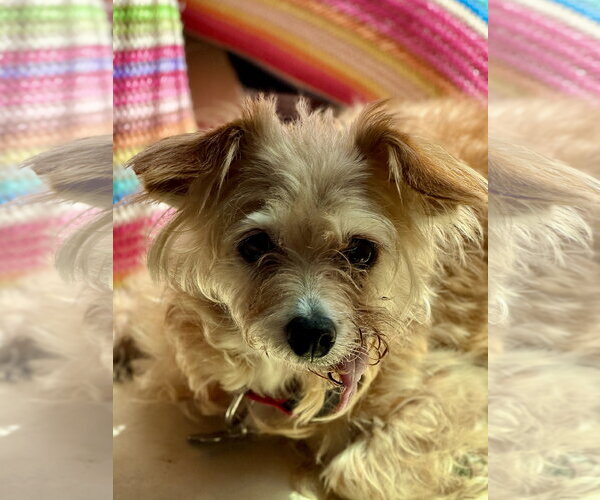 Medium Photo #1 Border Terrier-Unknown Mix Puppy For Sale in San Francisco, CA, USA
