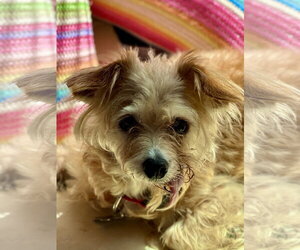 Border Terrier-Unknown Mix Dogs for adoption in San Francisco, CA, USA
