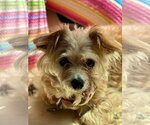 Small Border Terrier Mix