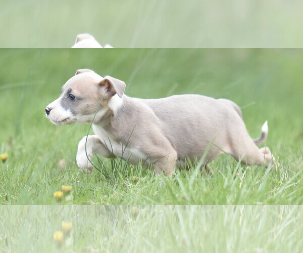 Medium Photo #3 Chihuahua-Unknown Mix Puppy For Sale in Mechanicsburg, PA, USA