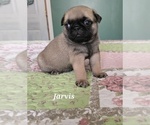 Puppy 4 Pug