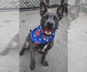 German Shepherd Dog-Unknown Mix Dogs for adoption in Tulsa, OK, USA