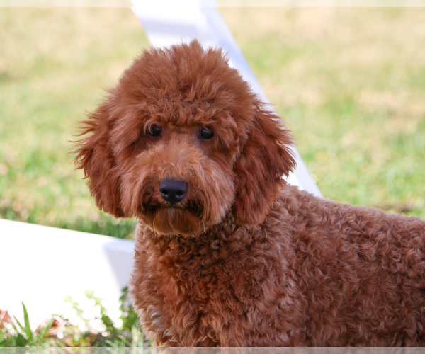 Medium Photo #4 Goldendoodle Puppy For Sale in SYRACUSE, IN, USA