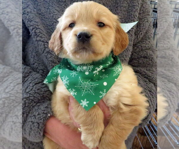Medium Photo #3 Golden Retriever Puppy For Sale in Grovertown, IN, USA