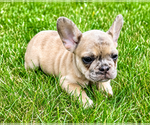 Small #4 French Bulldog