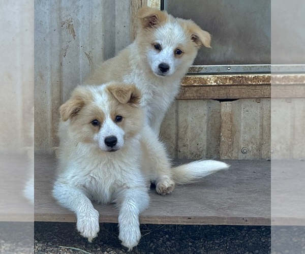 Medium Photo #3 Border-Aussie Puppy For Sale in GRANBURY, TX, USA