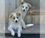 Small #2 Border-Aussie