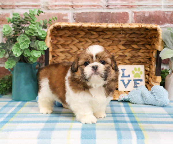 Medium Photo #3 Shih Tzu Puppy For Sale in SYRACUSE, IN, USA