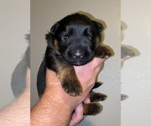 German Shepherd Dog Puppy for sale in MORRILTON, AR, USA