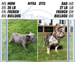 Small Photo #1 French Bulldog Puppy For Sale in GOSHEN, IN, USA
