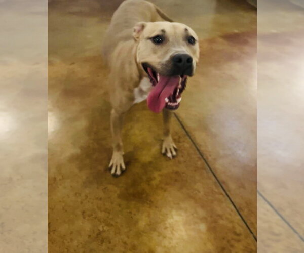 Medium Photo #10 American Bulldog-Unknown Mix Puppy For Sale in Princeton, MN, USA