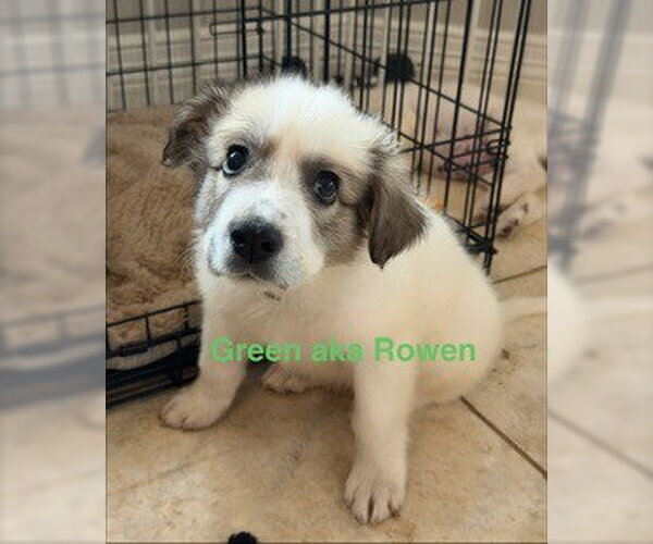 Medium Photo #5 Great Pyrenees Puppy For Sale in Spring, TX, USA