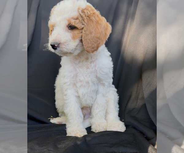 Medium Photo #1 Cavapoo-Goldendoodle Mix Puppy For Sale in KALAMAZOO, MI, USA