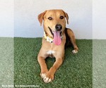 Small #1 Labrador Retriever Mix