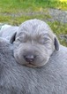 Puppy 3 Labrador Retriever