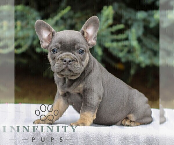 Medium Photo #2 French Bulldog Puppy For Sale in EAST EARL, PA, USA