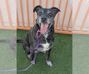 Labrador Retriever-Unknown Mix Dogs for adoption in Las Vegas, NV, USA