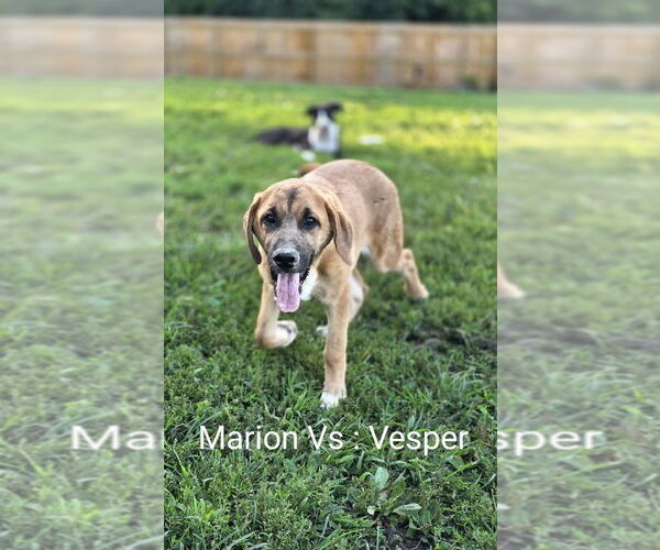Medium Photo #1 Bloodhound-German Shepherd Dog Mix Puppy For Sale in Aurora, IN, USA