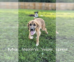 Medium Bloodhound-German Shepherd Dog Mix