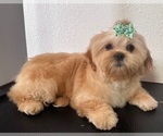 Small #9 Shih Tzu