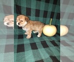 Small #1 Morkie
