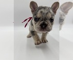 Puppy Puppy 4 French Bulldog