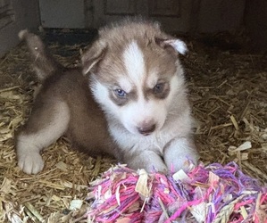 Siberian Husky Puppy for sale in WORTHINGTON, KY, USA