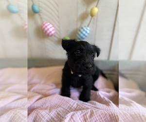 Scottish Terrier Puppy for sale in RUSSELLVILLE, TN, USA