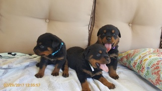 Rottweiler Puppy for sale in MURRIETA, CA, USA