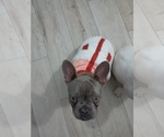 Small #2 French Bulldog