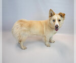 Small #3 Basset Hound-Siberian Husky Mix