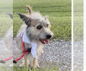 Mutt Dogs for adoption in Oakhurst, NJ, USA