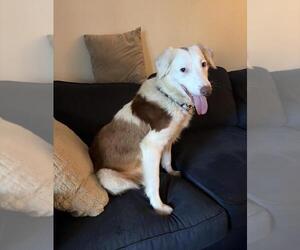 Border Collie Dogs for adoption in Santa Barbara, CA, USA