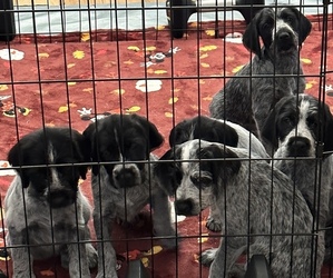 German Wirehaired Pointer Puppy for sale in CO SPGS, CO, USA