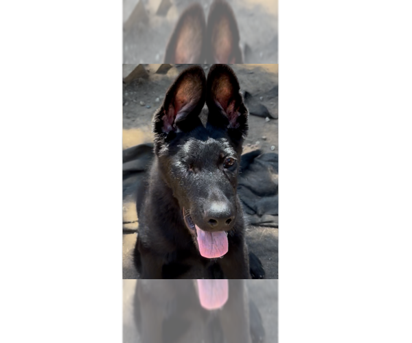Medium Photo #1 German Shepherd Dog Puppy For Sale in Cupertino, CA, USA