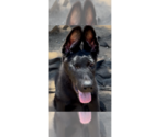 Small German Shepherd Dog