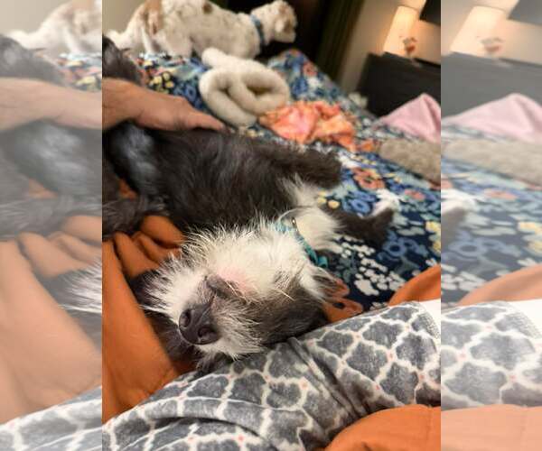 Medium Photo #8 Mutt Puppy For Sale in Minneapolis, MN, USA